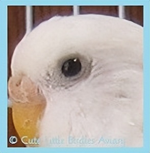 虎皮鹦鹉绿和蓝哪个基因强,虎皮鹦鹉白化红眼基因