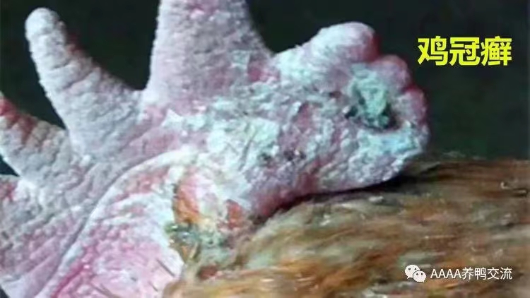 公鸡冠癣的最佳治疗方法,鸡身上长癣怎么治疗最好