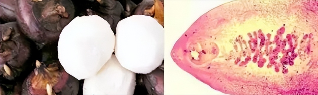 这种螺进入中毒高发季大家别吃,螺的寄生虫有什么危害