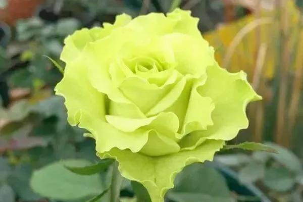 我爱月季花歌曲,我爱月季花300字