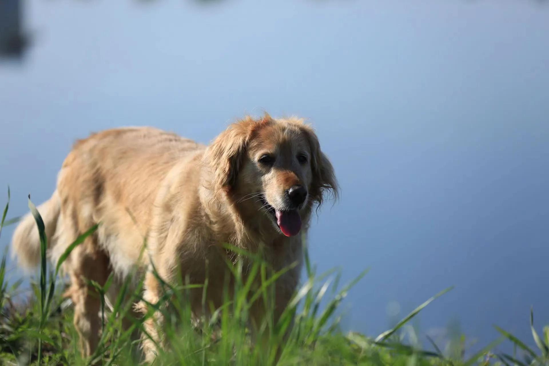 我的毛毛-写给12年相濡以沫的金毛