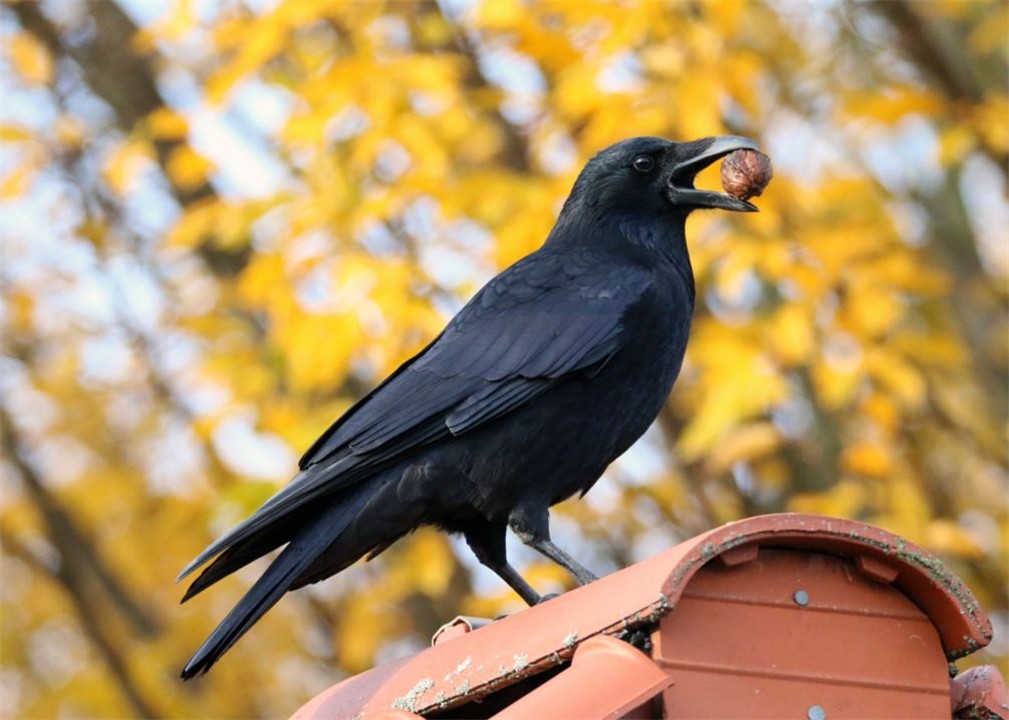 全球最聪明的十种动物,世界上最聪明的十种动物