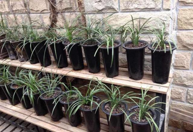 养兰仿紫砂花盆好不好,紫砂盆和塑料盆养兰对比