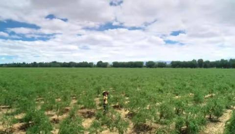 90后女孩放弃大城市，回高原当农民年销200吨枸杞，营业额上千万