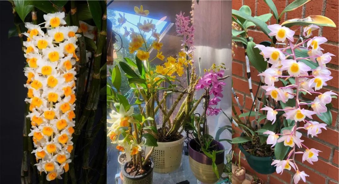 石斛兰花盛开香气四溢,石斛兰花怎么养才好看