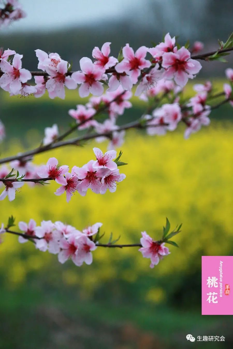 九种春花辨别,常见春花极简识别法