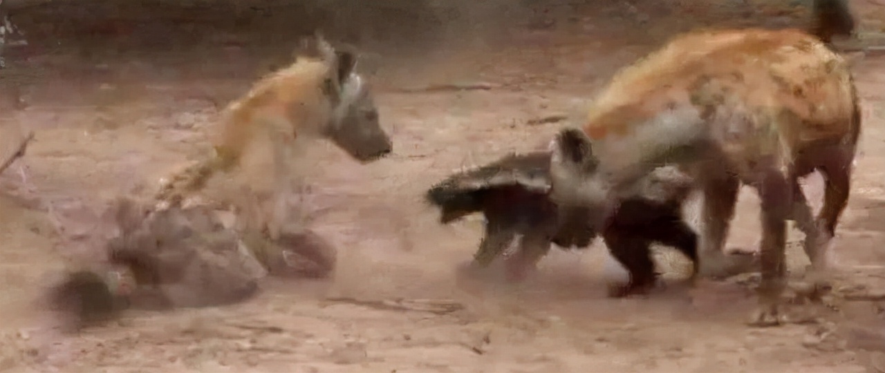 非洲“平头哥”蜜獾有多强？我来告诉你