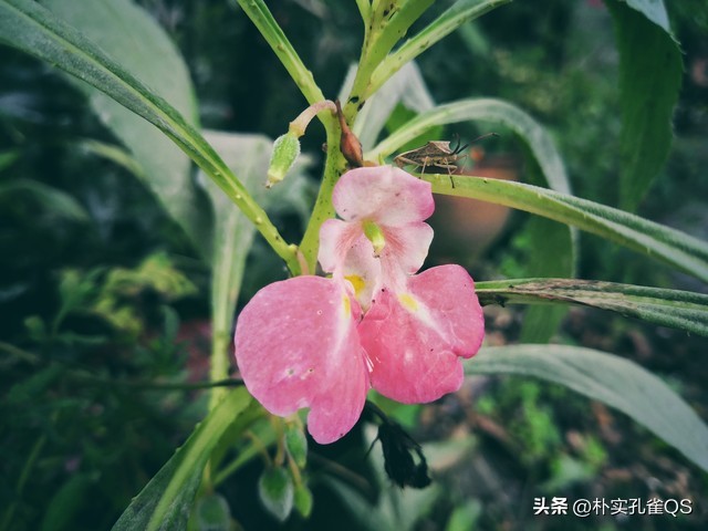 凤仙花指甲笔官方旗舰店,凤仙花歌曲