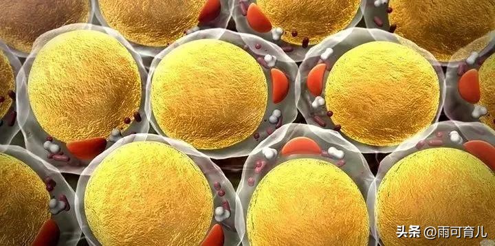 早期孕妇需要注意的饮食有哪些,孕妇日常饮食是否能满足营养需求