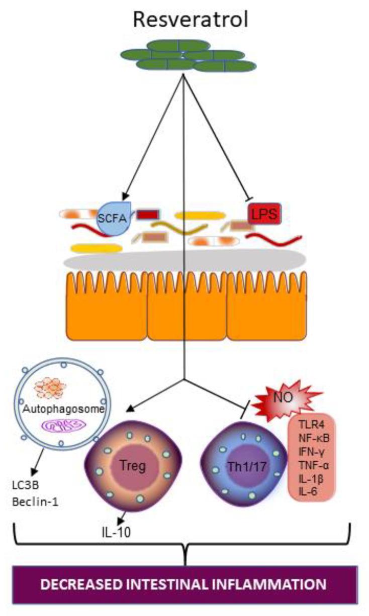 肠道健康与益生菌冷知识,调节肠道菌群吃什么益生菌