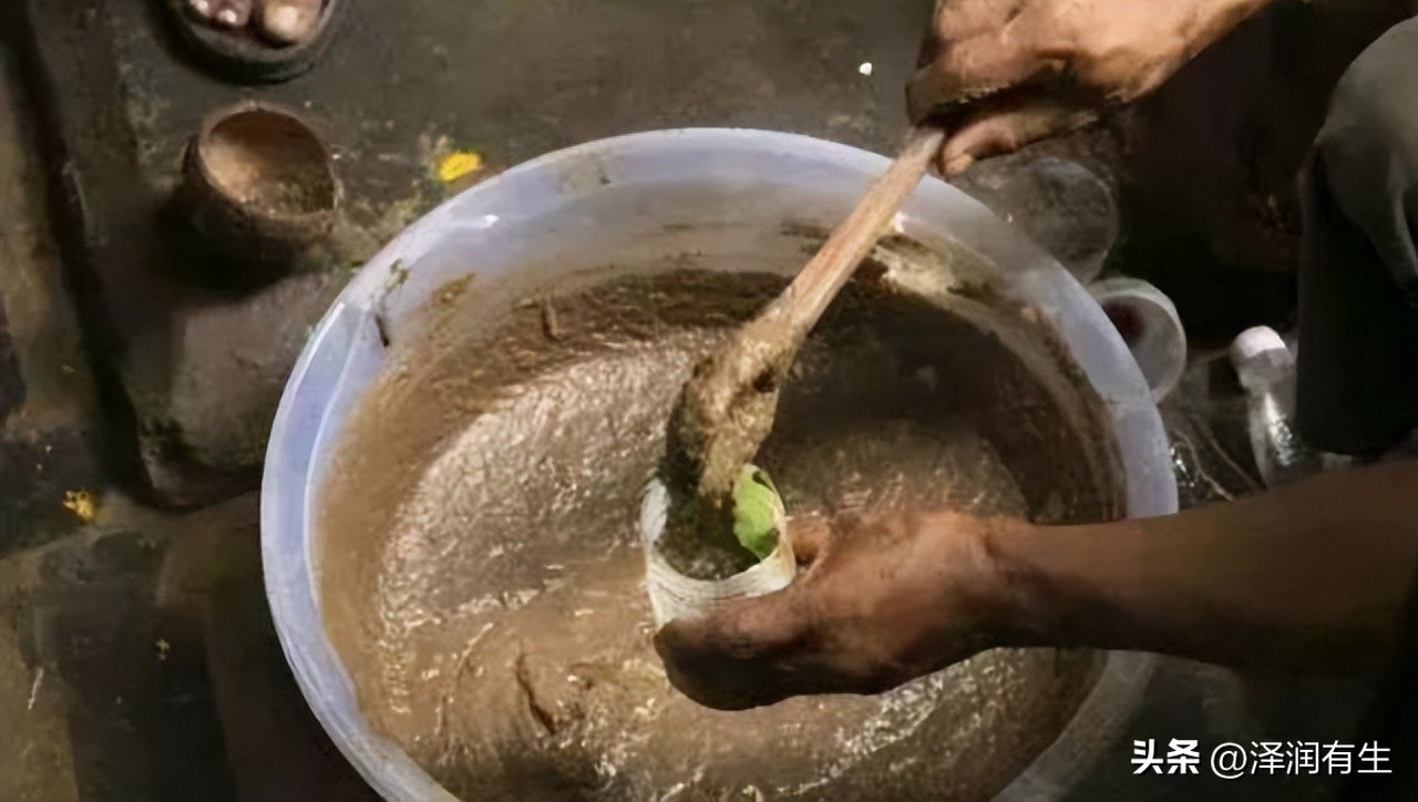 印度教徒喝牛尿能杀病毒吗,印度人用牛尿泡牛粪