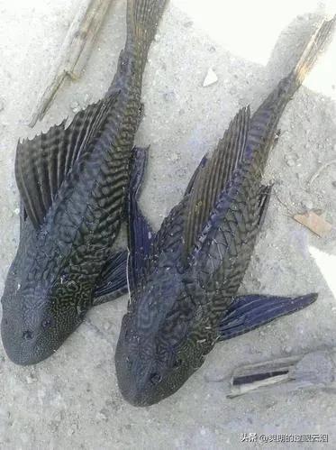鲶鱼是世界上最脏的鱼,中国十大最脏鱼是什么鱼