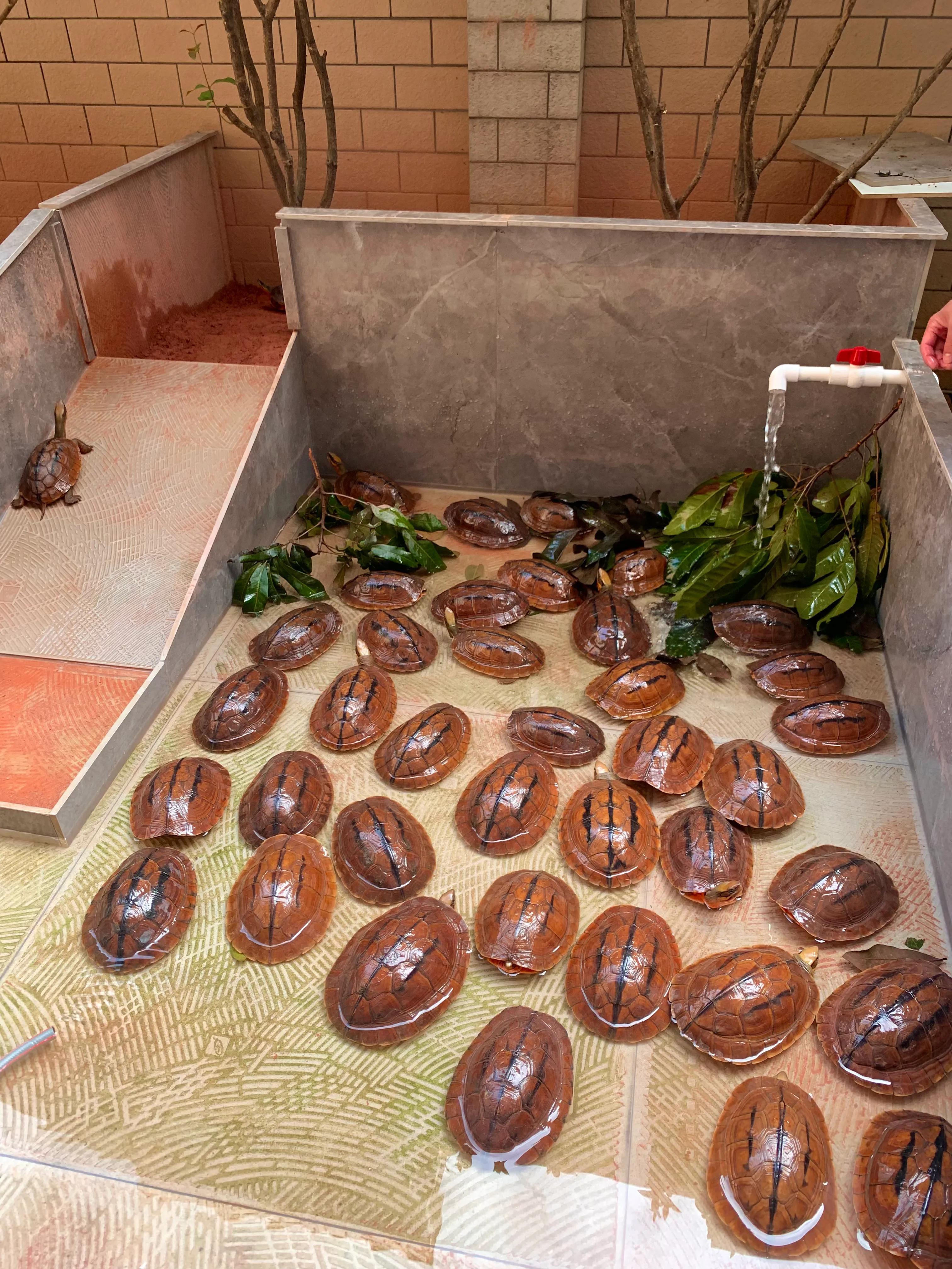 三线金钱龟幼苗价格,海南小金钱龟50克价格