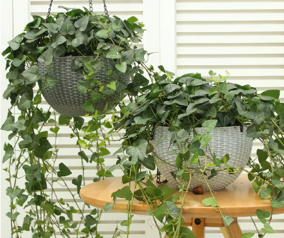 刚装修的新房放什么植物去甲醛,装修后去除甲醛放什么绿植