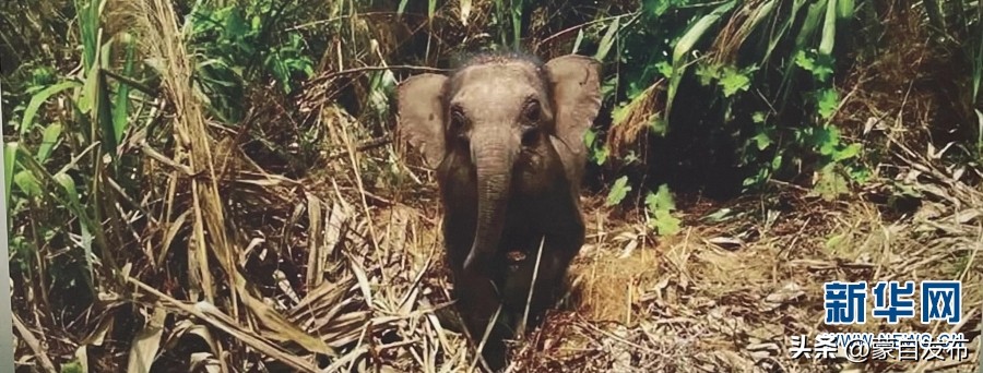 cop15大会高清图,cop15开幕完整版