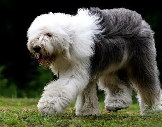 100多种名犬图片大全大图高清,100多种名犬图片大全大图