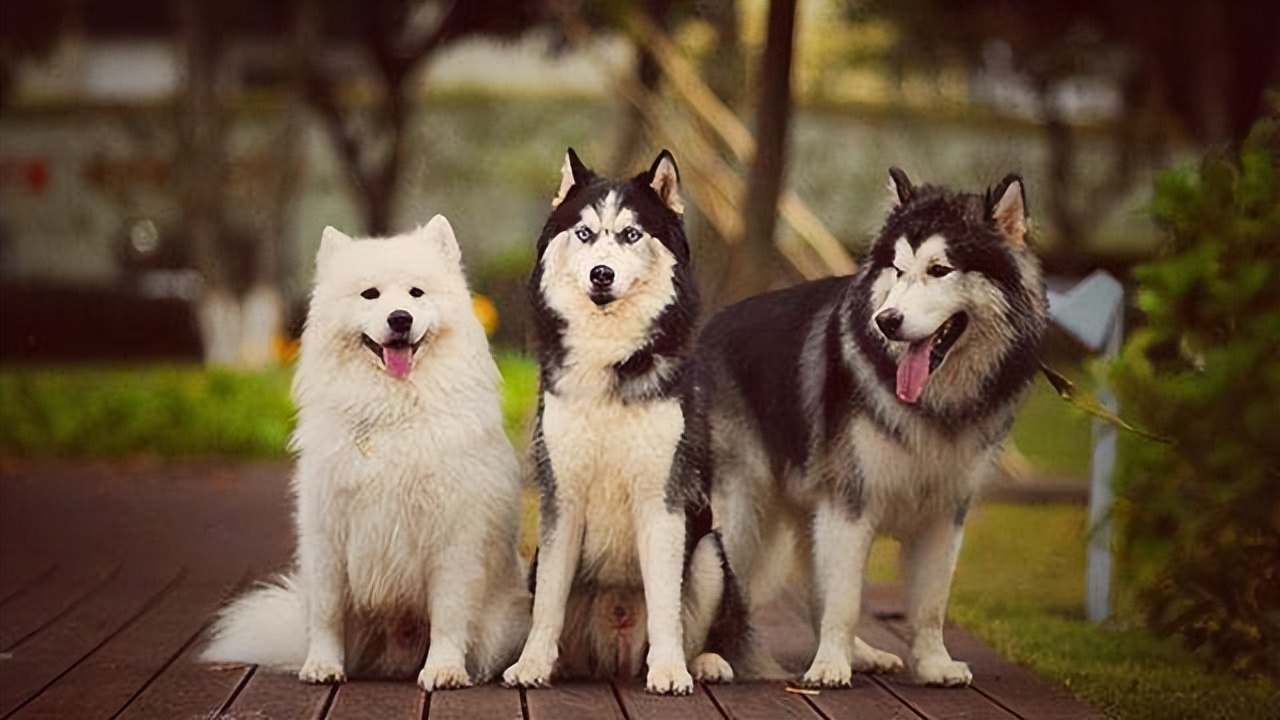 三傻狗有哪些,雪橇三傻是哪三种狗