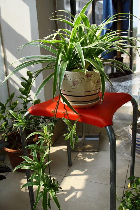 16种喜阴蔬菜,16种适合夏天养的花