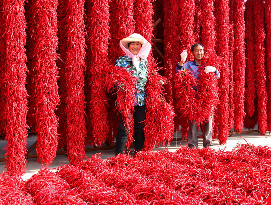 甘肃“辣椒王”刘彦斌,年产值亿万元,带动5000多户农户一同致富