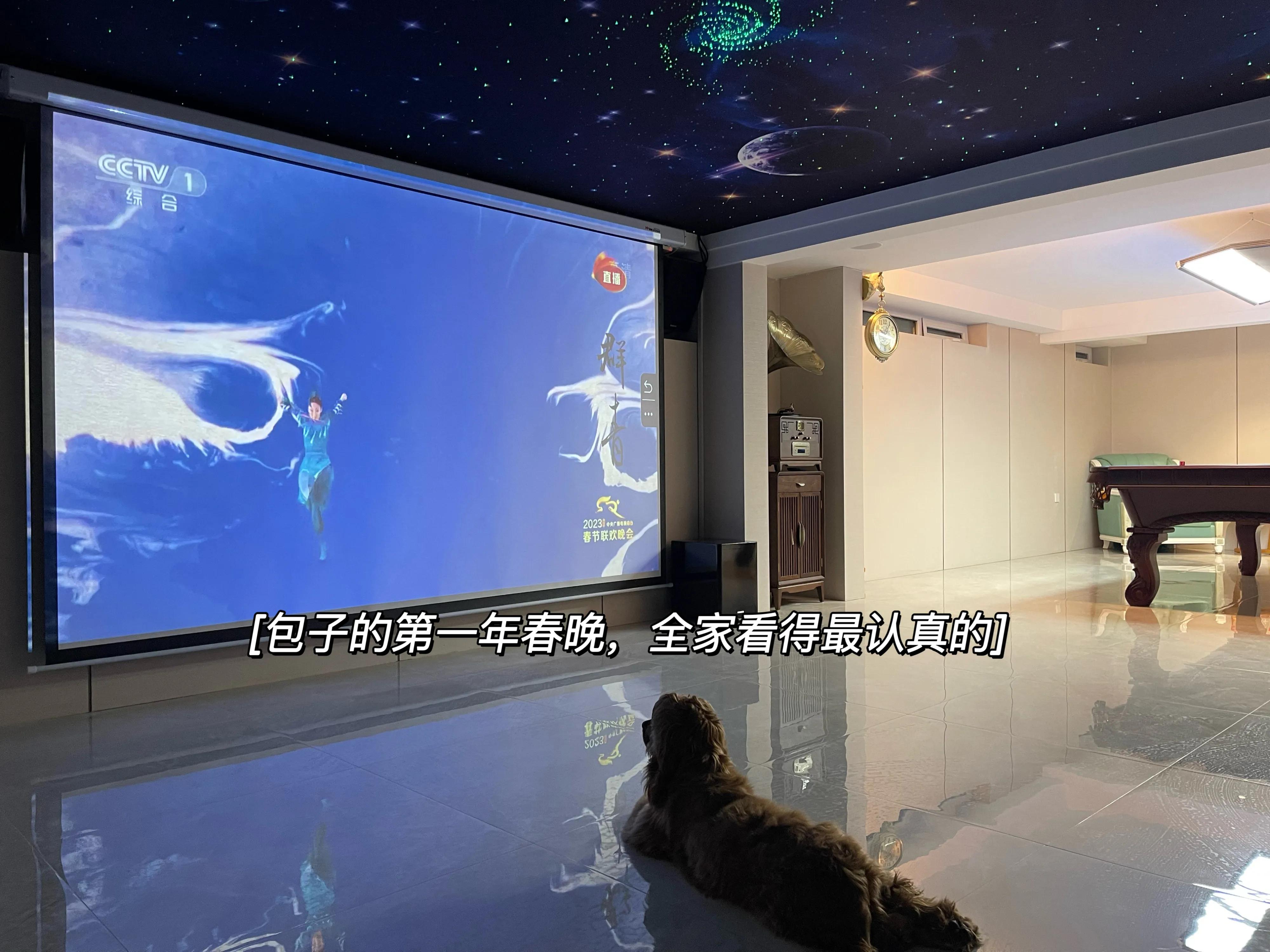 我不是金毛，是英国可卡犬—水煎包的自我介绍,包子麻麻的讲述