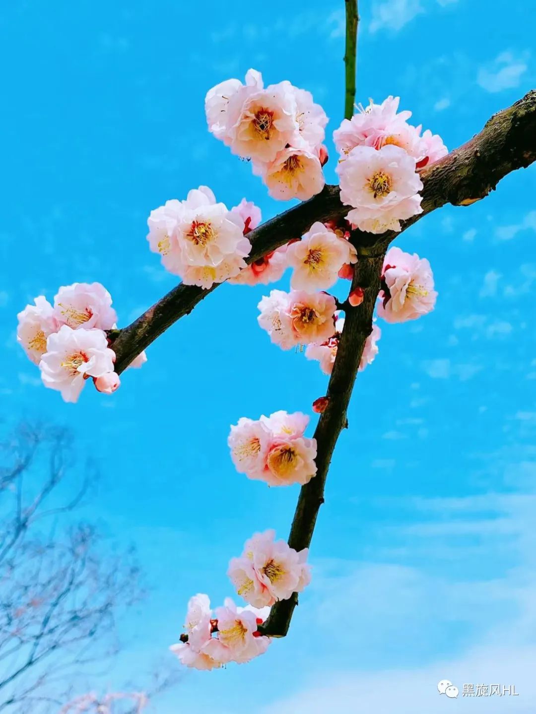 上海莘庄赏梅,新年莘庄梅园赏梅
