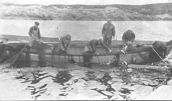 大西洋比目鱼灭亡了吗,大西洋鳕鱼事件