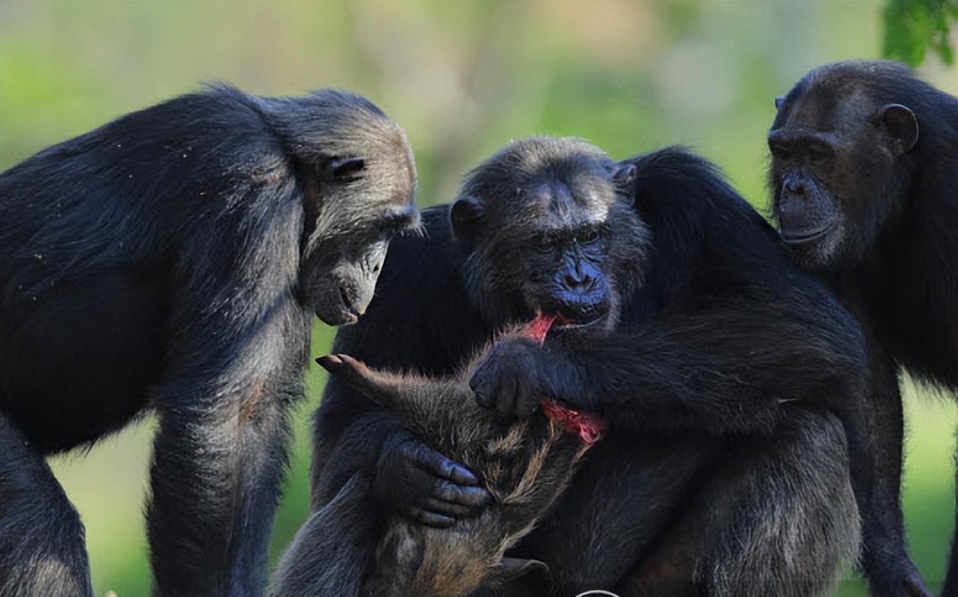 红河野猪视频,红河猪是入侵物种吗