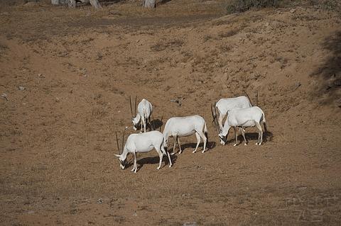 阿联酋丽思卡尔顿,阿联酋野奢帐篷