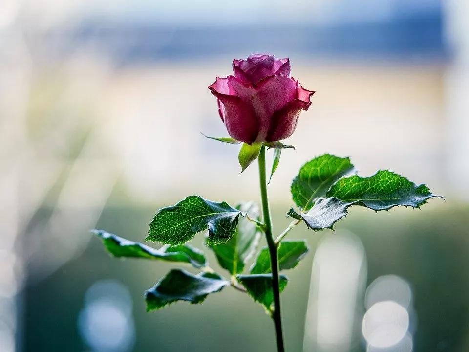 520适合发朋友圈的配图爱情,入目无别人四下皆是你英语