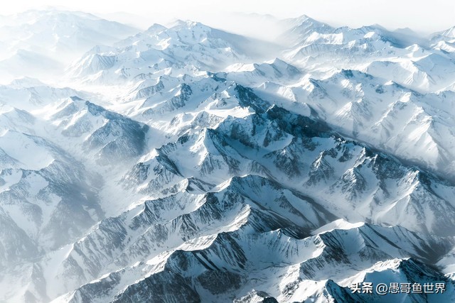 青海湟鱼那么多为什么要保护,救命的青海湖湟鱼