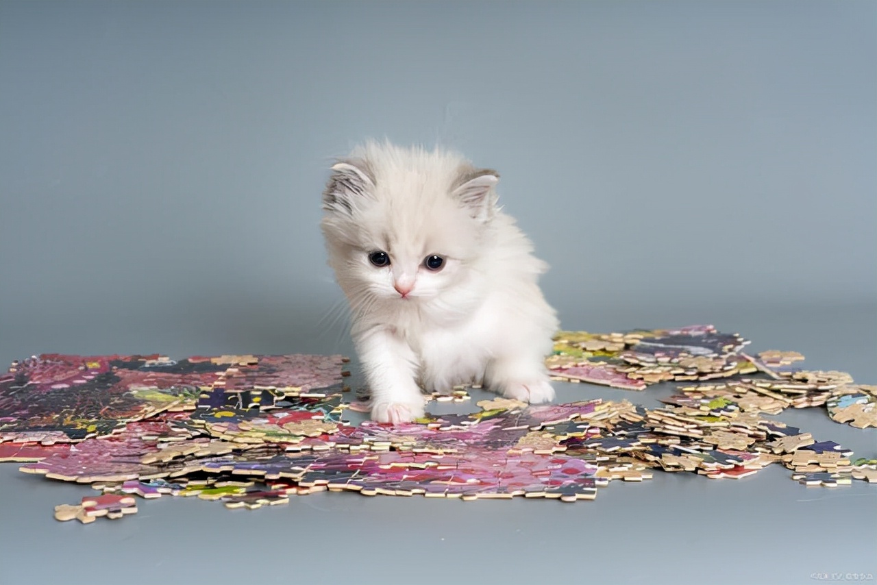 养猫挣钱么有什么风险,养猫到底赚不赚钱