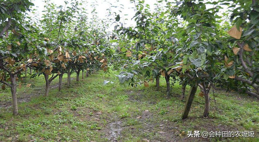 梨树膨大管理技术视频,梨树采收前怎样膨果