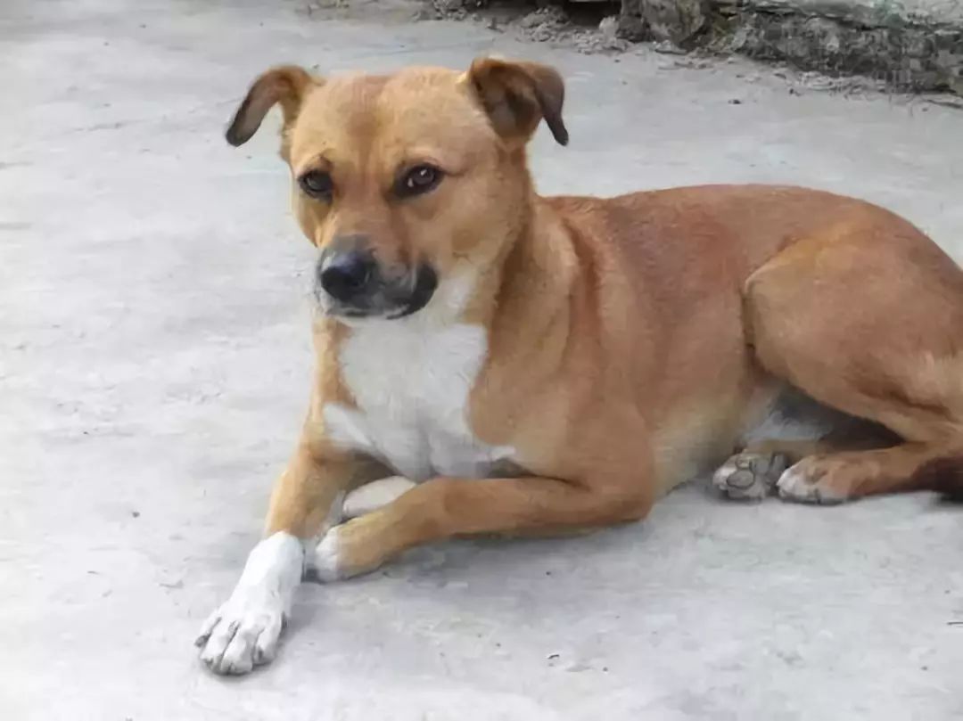 现在的中华田园犬怎么越长越矮了,中华田园犬为什么比其他犬好养