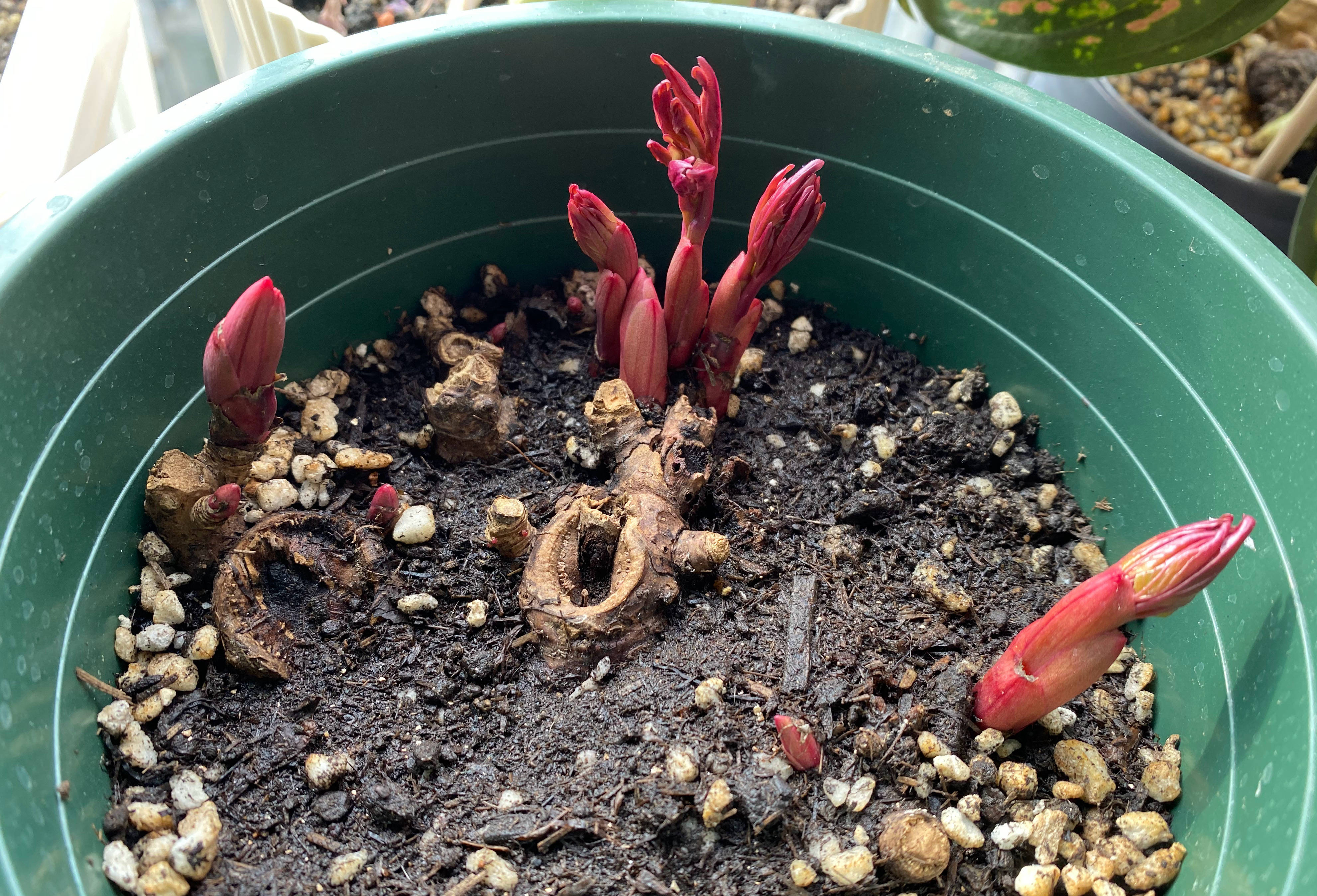 芍药花怎么养才好看呢,阳台怎么养芍药花