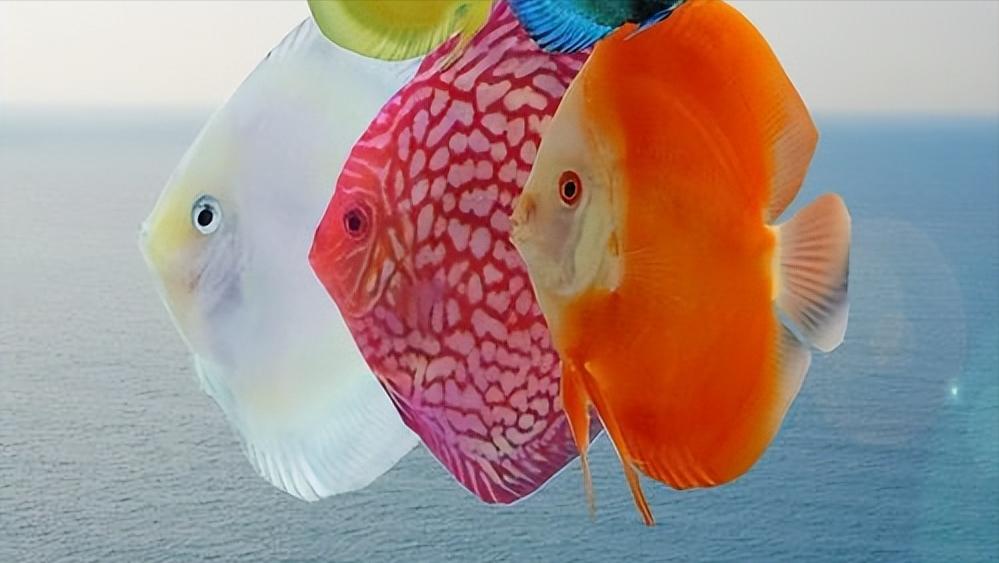 七彩神仙鱼繁殖期间可以喂食吗,七彩神仙鱼繁殖卵需要下什么药