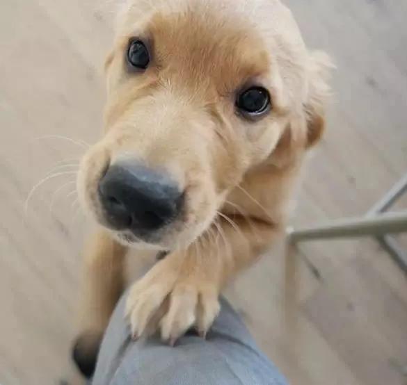 大金毛真的是太暖心了,大金毛到底有多可爱