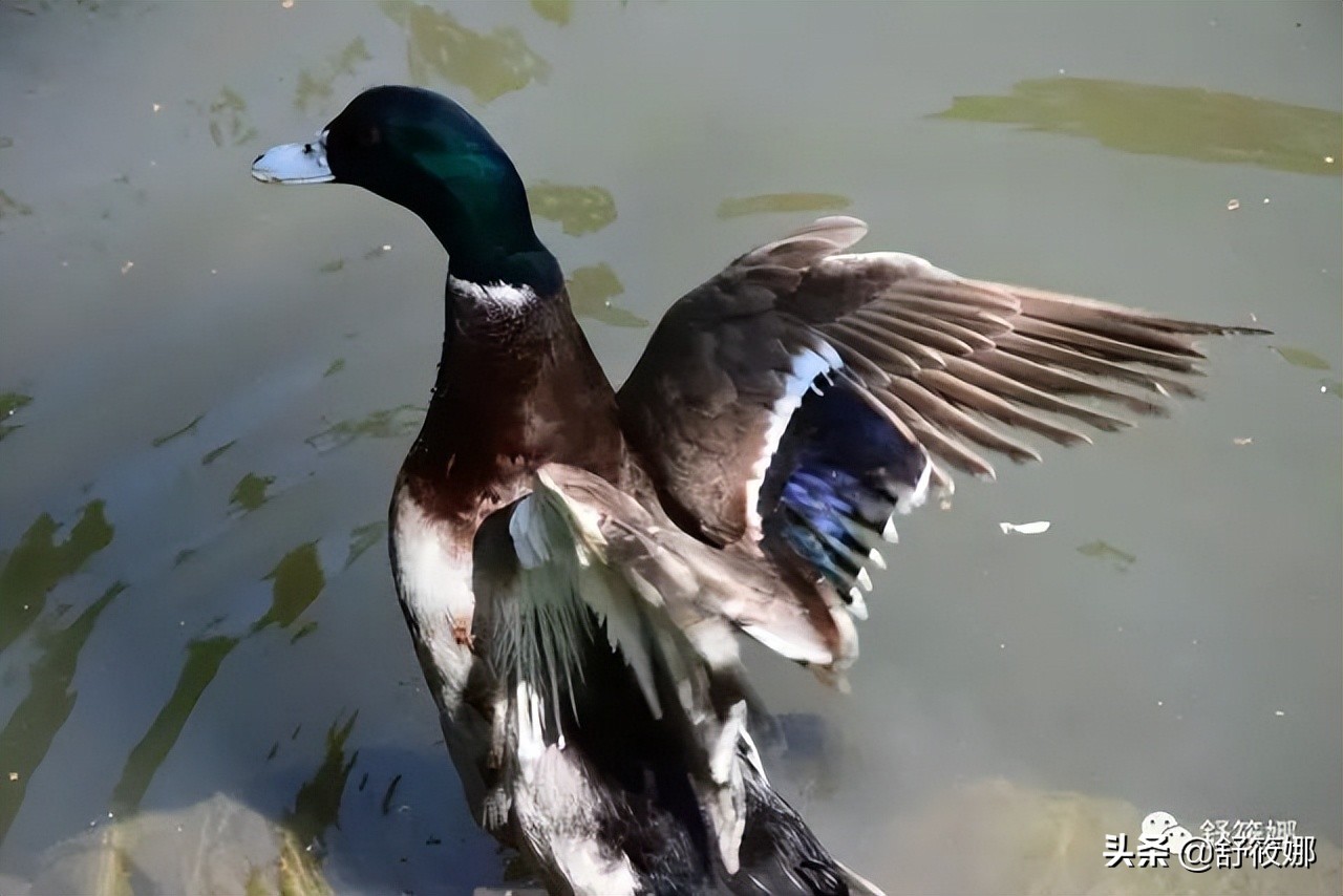 苏州园林拙政园地址,苏州园林路拙政园