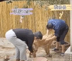 隔壁邻居偷了我家的狗,隔壁邻居偷我家狗