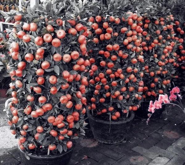 今年过年做什么生意最挣钱,过年赚钱的4大生意