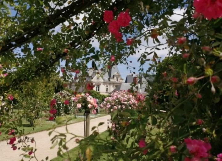 法国玫瑰花园,法国玫瑰花香沐浴露正品