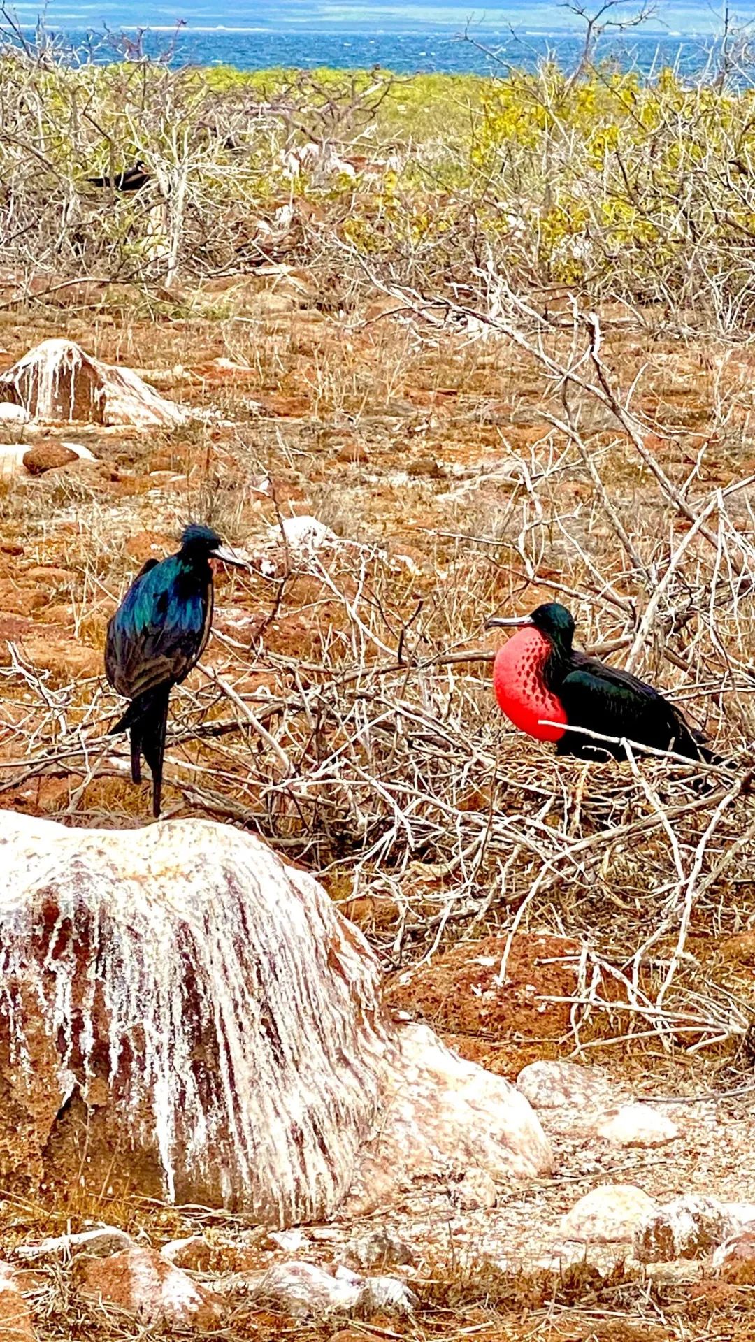 去神秘小岛探险,去神秘岛探险视频