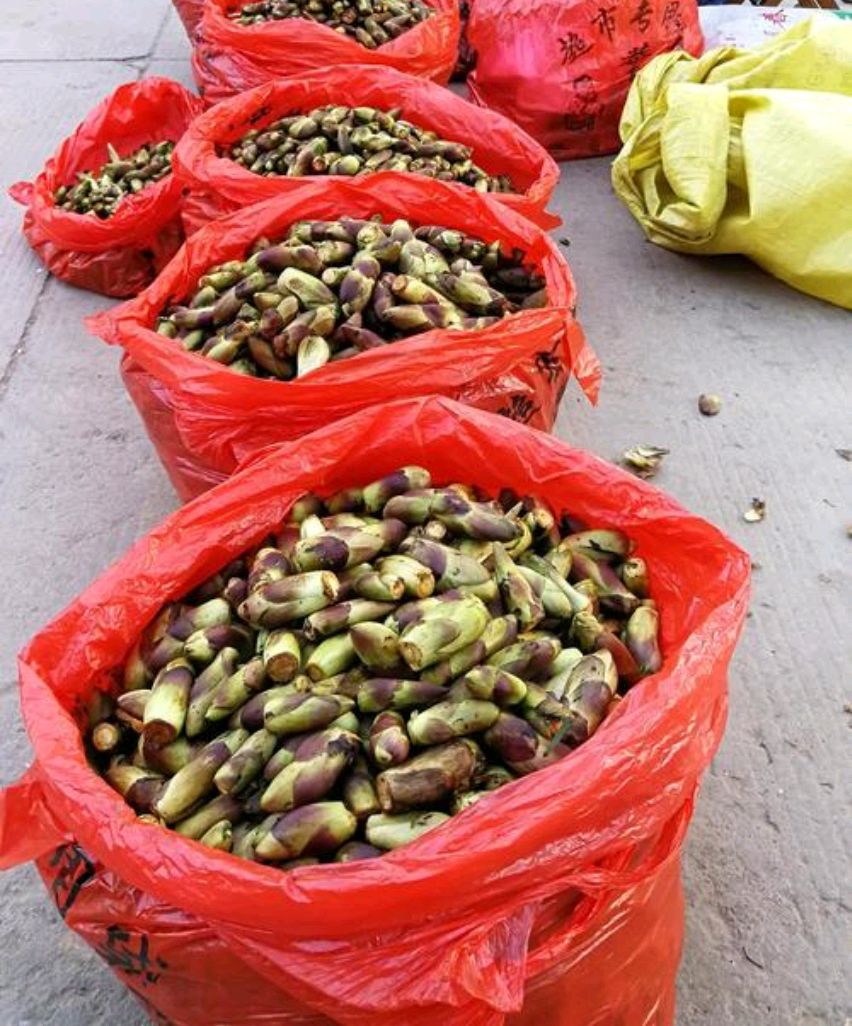 有一种野菜叫荠菜有什么营养,野菜面条菜有什么营养成分