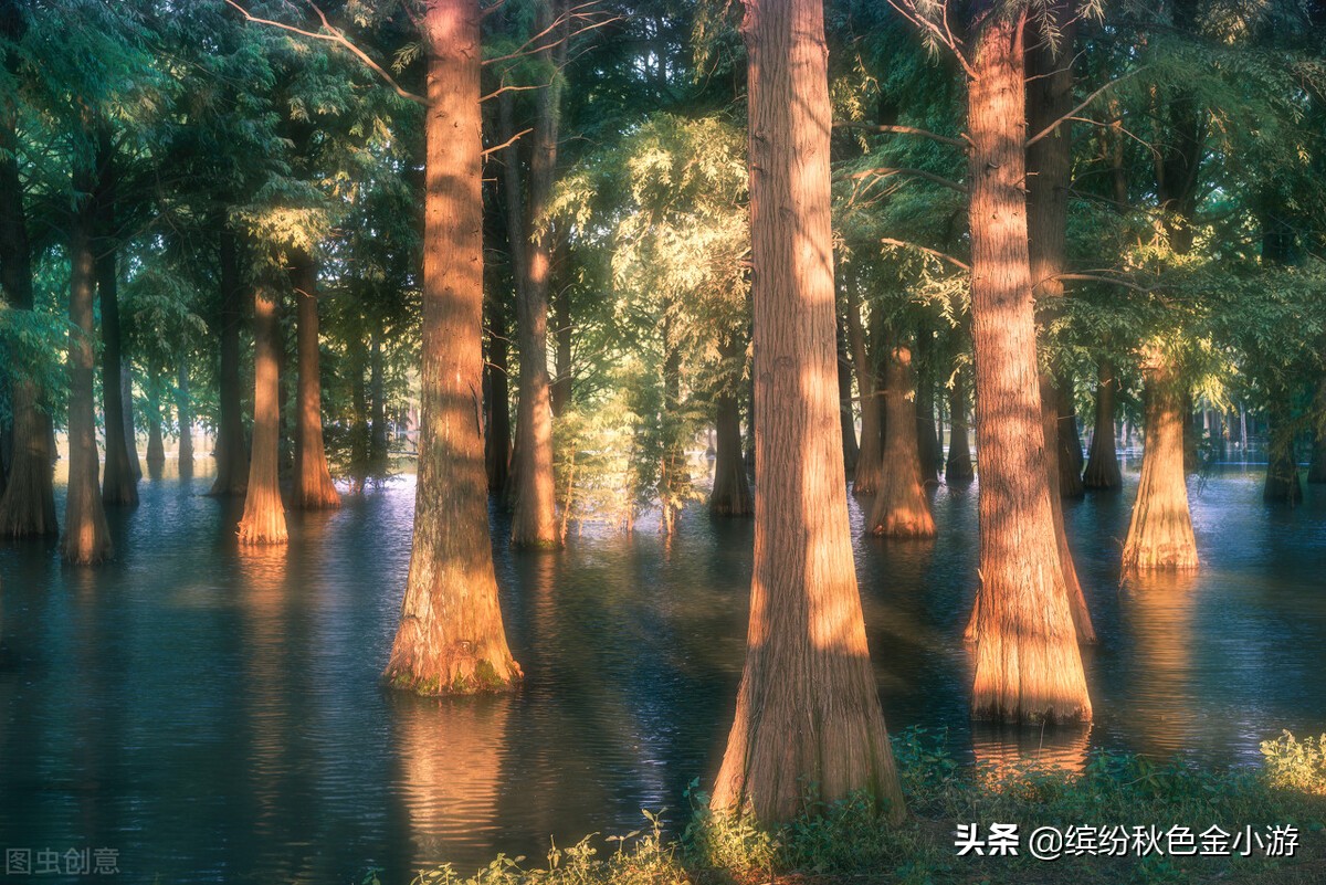 上海七大郊野公园排名榜单,上海松江郊野公园旅游详细攻略