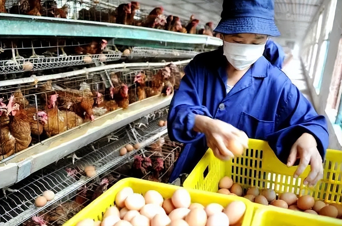 为何农村老一辈没有人搞养殖成功,家里人反对农村养殖