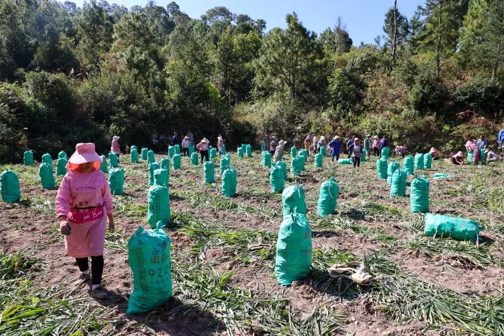 姜来可期什么意思,科技赋能姜来可期