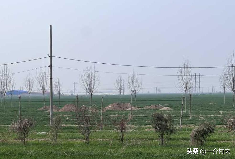 农村耕地埋坟合法吗,农村土地埋坟新政策