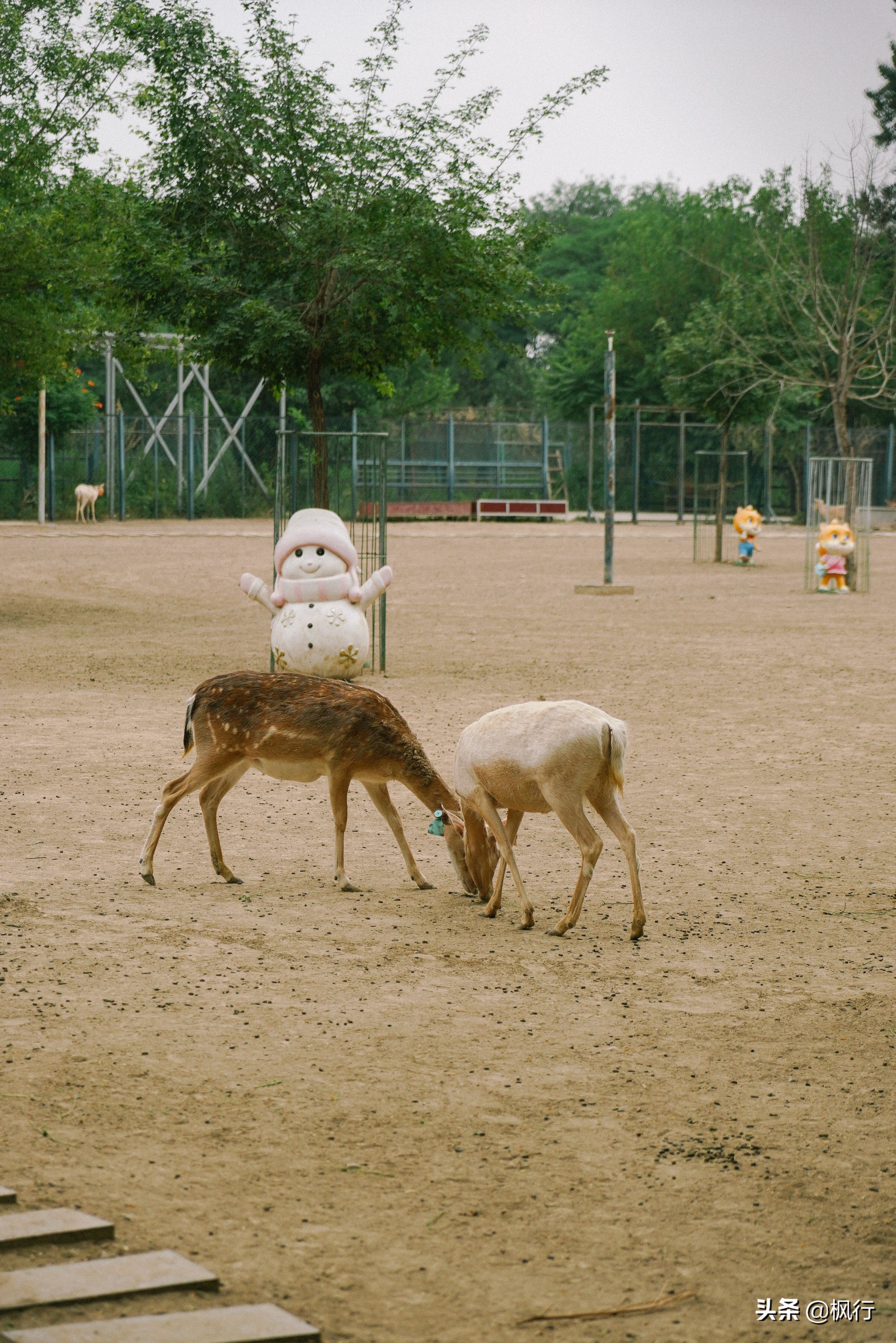 平替奈良小鹿,南海公园奈良小麋鹿