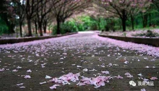 说花（文/鸿运）