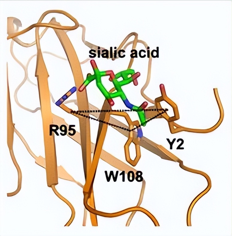 唾液酸与杜克雷嗜血杆菌周质结合蛋白之间相互作用的分子特征