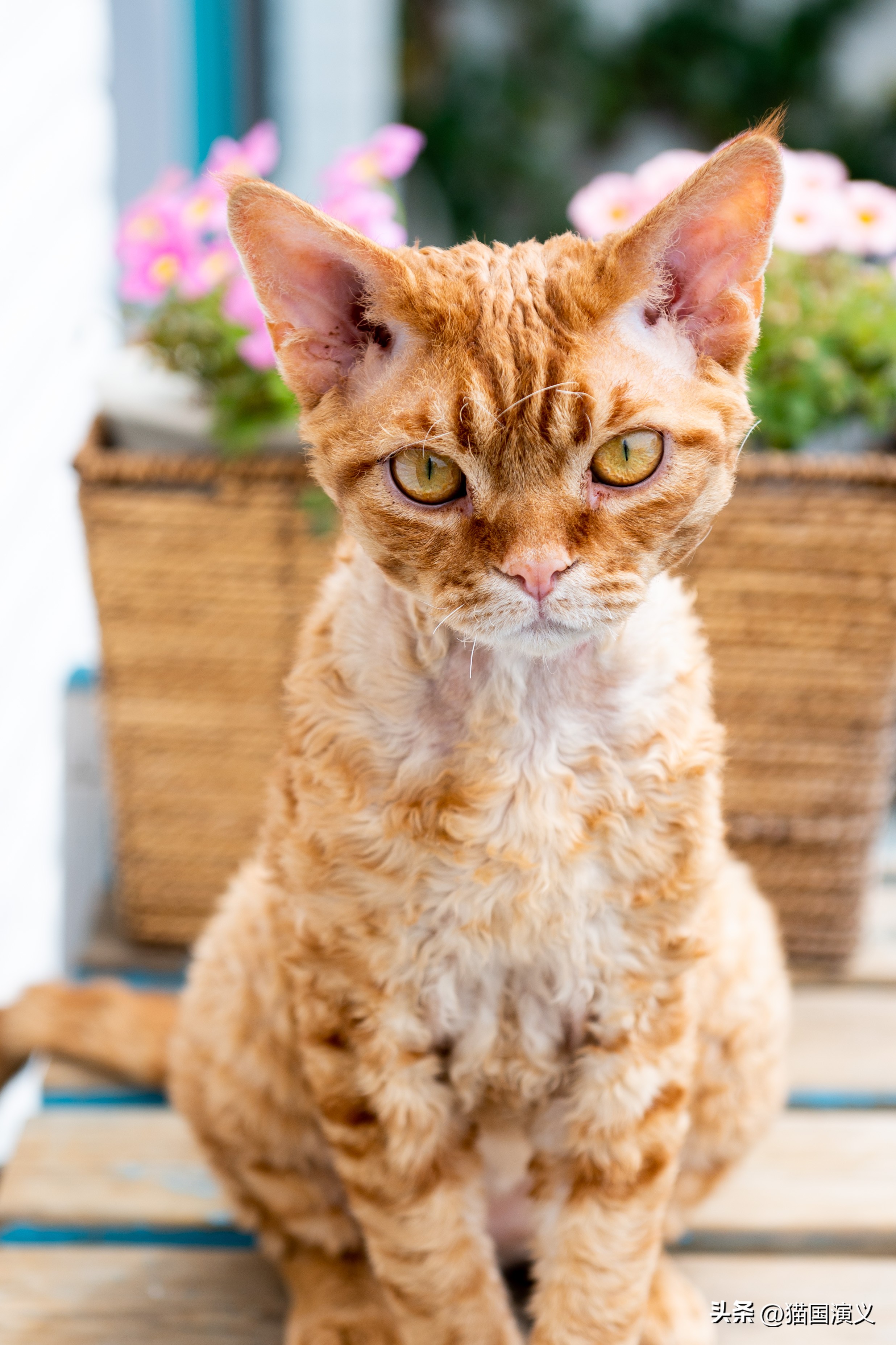酢浆草和三叶草有什么区别,德文卷毛猫跟狸花猫配